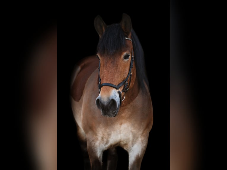 Rhenisch-German Heavy Draft Gelding 14 years 16,1 hh Brown in Haltern am See