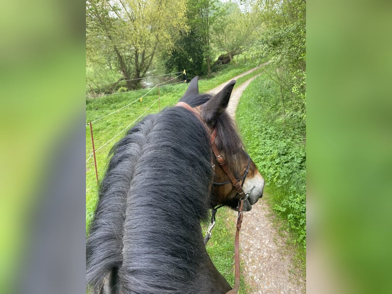 Rhenisch-German Heavy Draft Gelding 14 years 17 hh Bay-Dark in BürenBüren