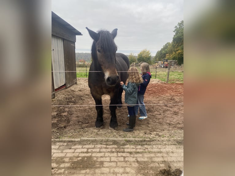 Rhenisch-German Heavy Draft Gelding 14 years 17 hh Bay-Dark in BürenBüren