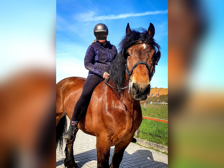 Rhenisch-German Heavy Draft Gelding 14 years Brown in Juist