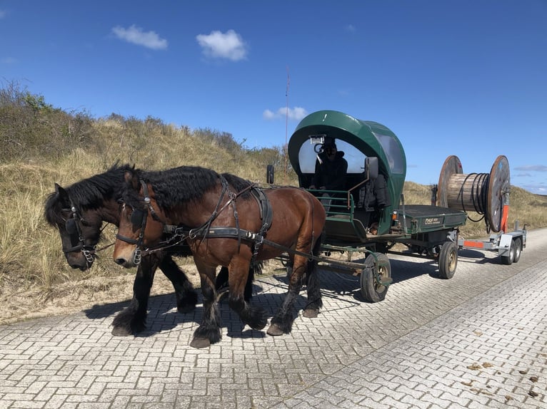 Rhenisch-German Heavy Draft Gelding 14 years Brown in Juist