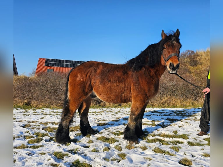 Rhenisch-German Heavy Draft Gelding 14 years Brown in Juist