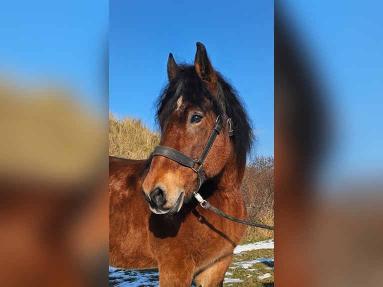 Rhenisch-German Heavy Draft Gelding 14 years Brown in Juist