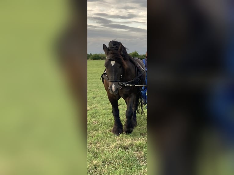 Rhenisch-German Heavy Draft Gelding 16 years 16,2 hh Black in Zschorlau Rhenisch-German Heavy Draft Gelding 16 years 16,2 hh Black in Zschorlau