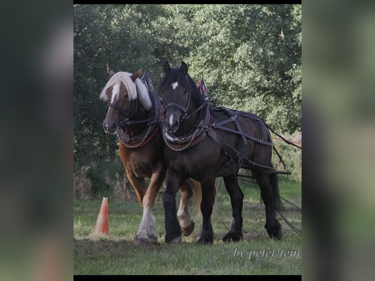 Rhenisch-German Heavy Draft Gelding 16 years 16,2 hh Black in Zschorlau Rhenisch-German Heavy Draft Gelding 16 years 16,2 hh Black in Zschorlau