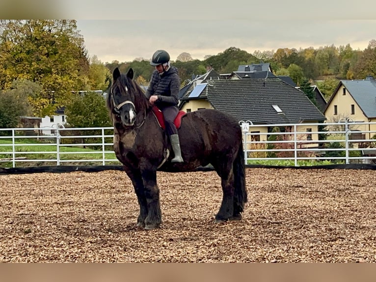 Rhenisch-German Heavy Draft Gelding 16 years 16,2 hh Black in Zschorlau Rhenisch-German Heavy Draft Gelding 16 years 16,2 hh Black in Zschorlau