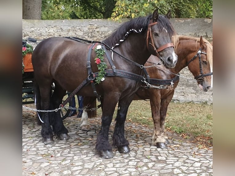 Rhenisch-German Heavy Draft Gelding 16 years 16,2 hh Black in Zschorlau Rhenisch-German Heavy Draft Gelding 16 years 16,2 hh Black in Zschorlau