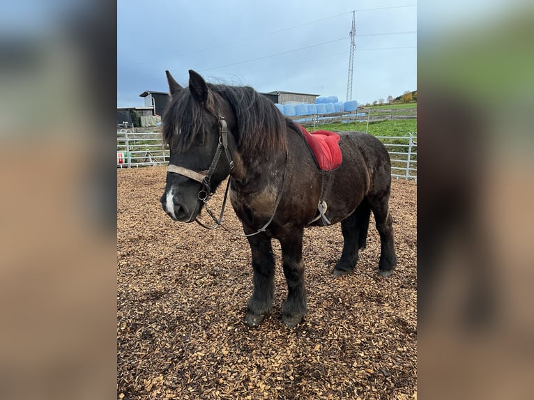 Rhenisch-German Heavy Draft Gelding 16 years 16,2 hh Black in Zschorlau Rhenisch-German Heavy Draft Gelding 16 years 16,2 hh Black in Zschorlau