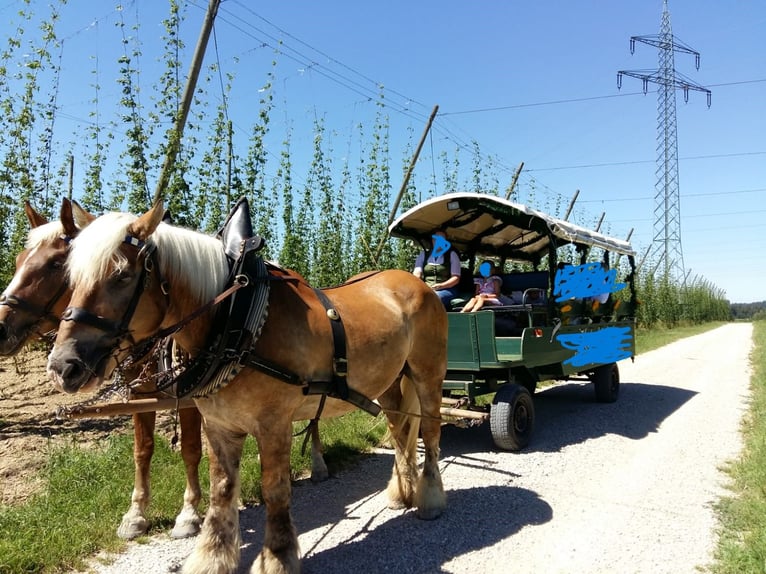 Rhenisch-German Heavy Draft Gelding 17 years 16,1 hh Chestnut-Red in Au in der Hallertau