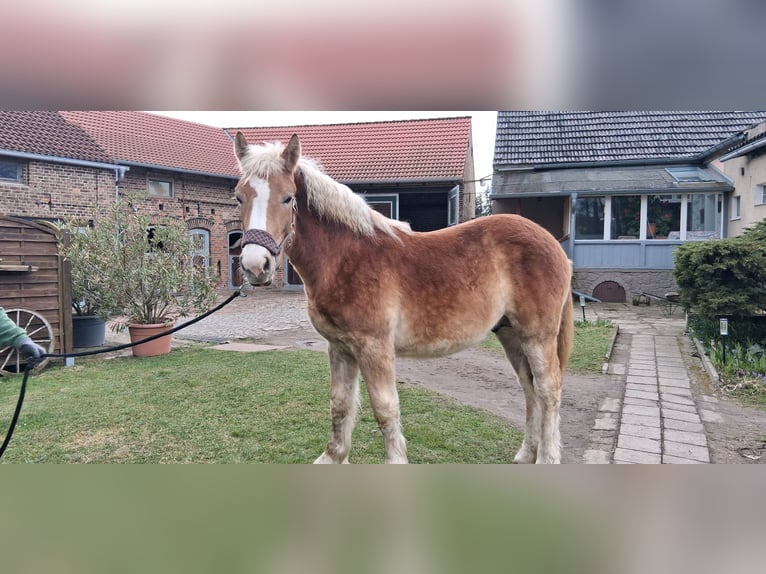 Rhenisch-German Heavy Draft Gelding 1 year 16 hh Chestnut-Red in Niedergörsdorf