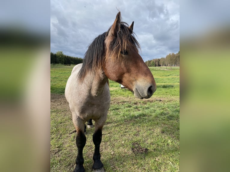 Rhenisch-German Heavy Draft Gelding 2 years 15,1 hh Gray-Dark-Tan in Neustadt an der Orla