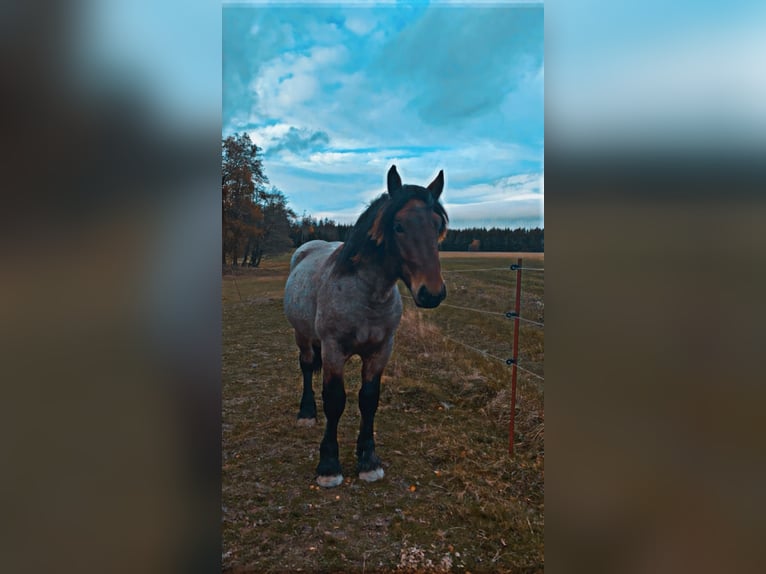 Rhenisch-German Heavy Draft Gelding 2 years 15,1 hh Gray-Dark-Tan in Neustadt an der Orla