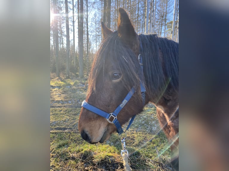 Rhenisch-German Heavy Draft Gelding 2 years 15,1 hh Gray-Dark-Tan in Neustadt an der Orla