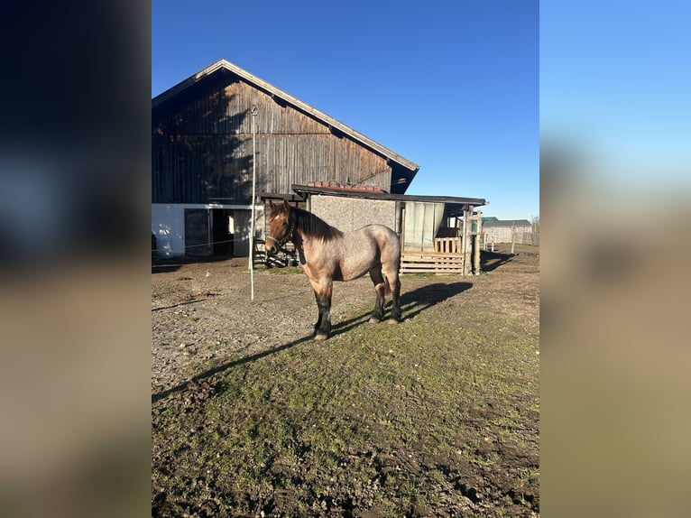 Rhenisch-German Heavy Draft Gelding 2 years 15 hh Bay in Icking