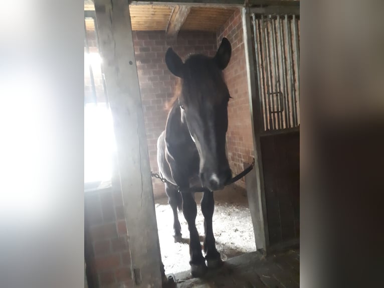 Rhenisch-German Heavy Draft Gelding 2 years Smoky-Black in Emsbüren