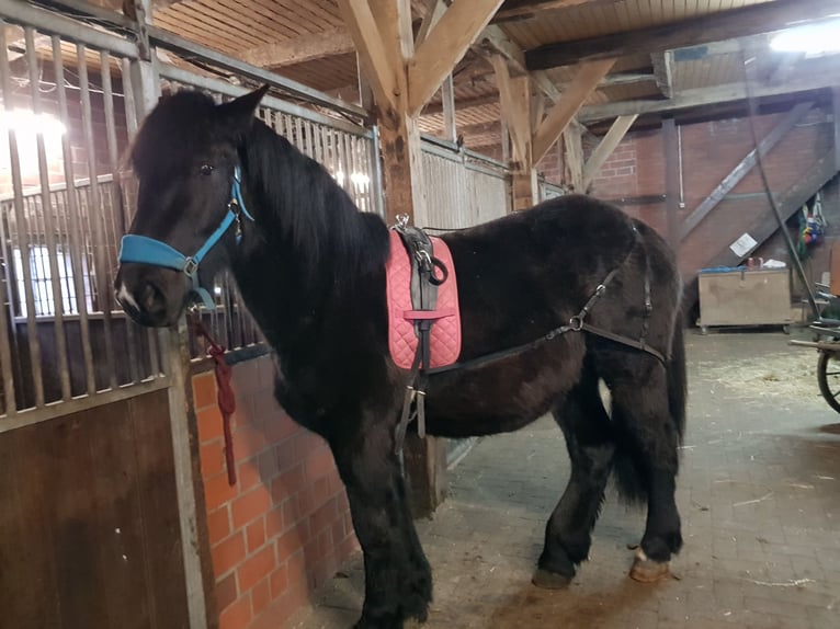 Rhenisch-German Heavy Draft Gelding 2 years Smoky-Black in Emsbüren