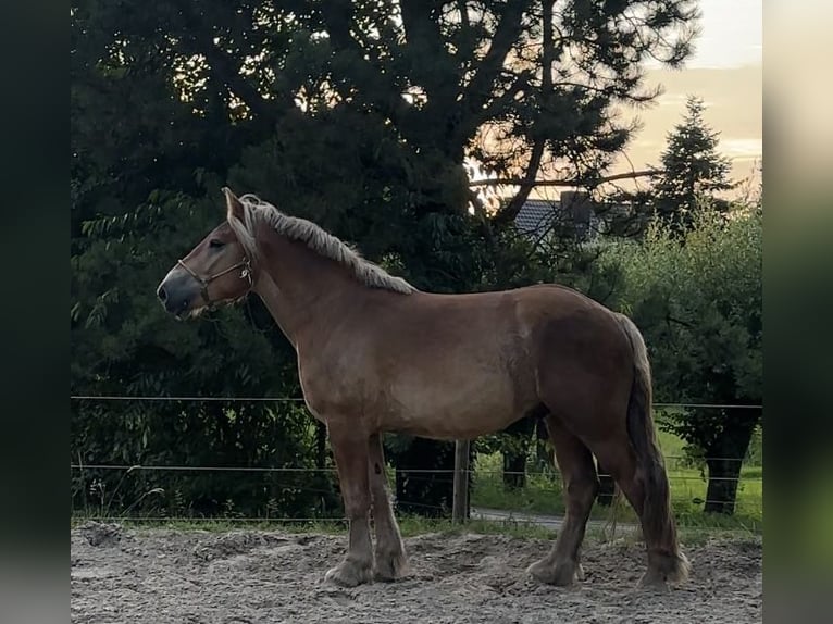 Rhenisch-German Heavy Draft Gelding 3 years 16,2 hh Chestnut-Red in Issum