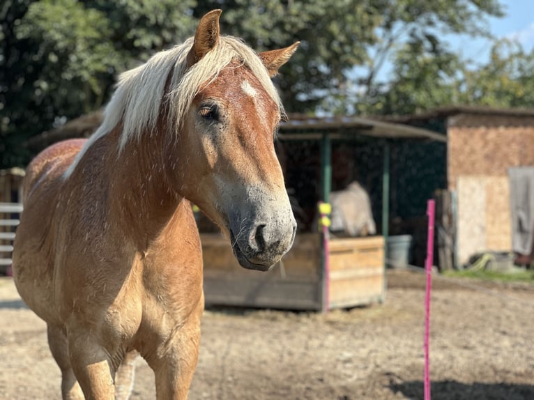 Rhenisch-German Heavy Draft Gelding 3 years 16,2 hh Chestnut-Red in Issum