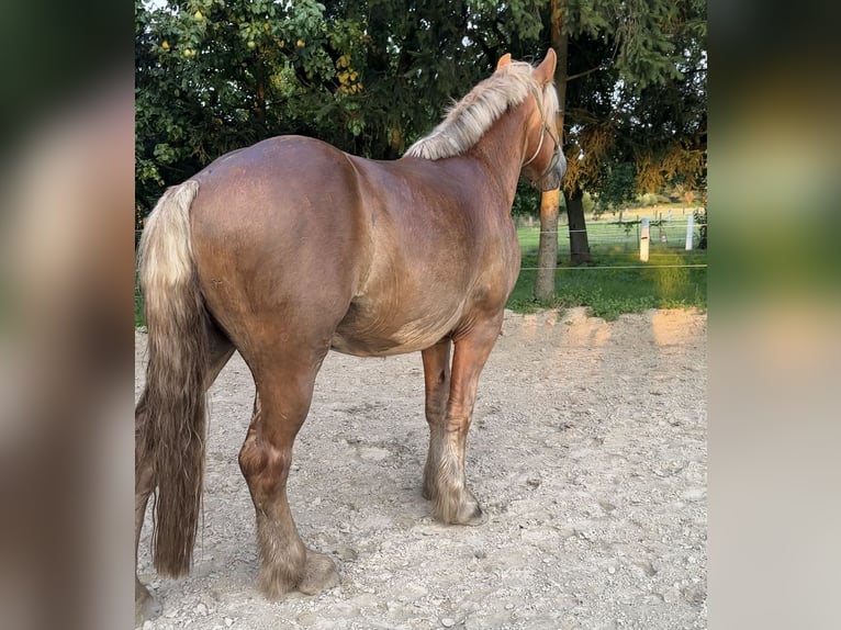 Rhenisch-German Heavy Draft Gelding 3 years 16,2 hh Chestnut-Red in Issum