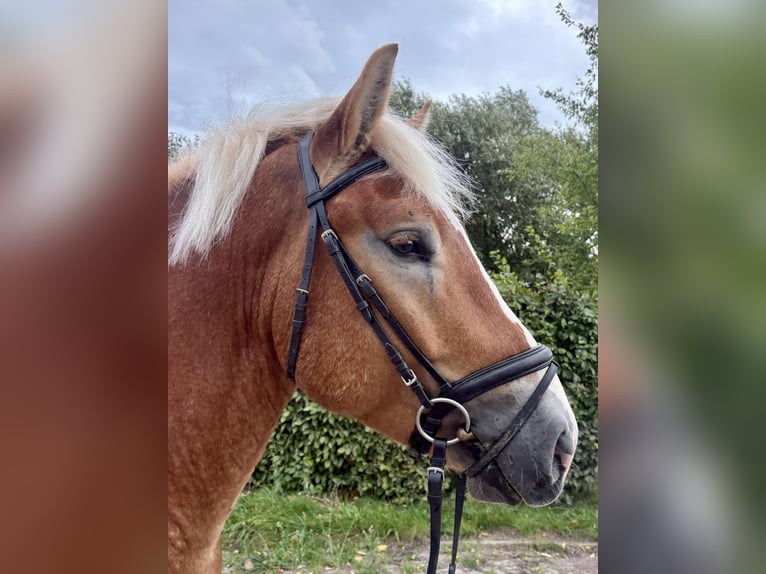 Rhenisch-German Heavy Draft Gelding 3 years 16 hh Chestnut-Red in Gotha