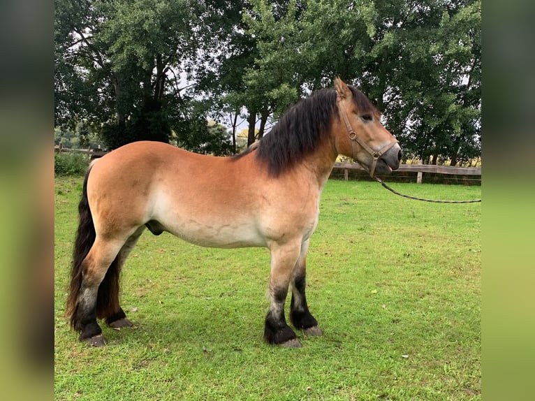 Rhenisch-German Heavy Draft Gelding 4 years 16 hh Brown in M&#xFC;nsterM&#xFC;nster