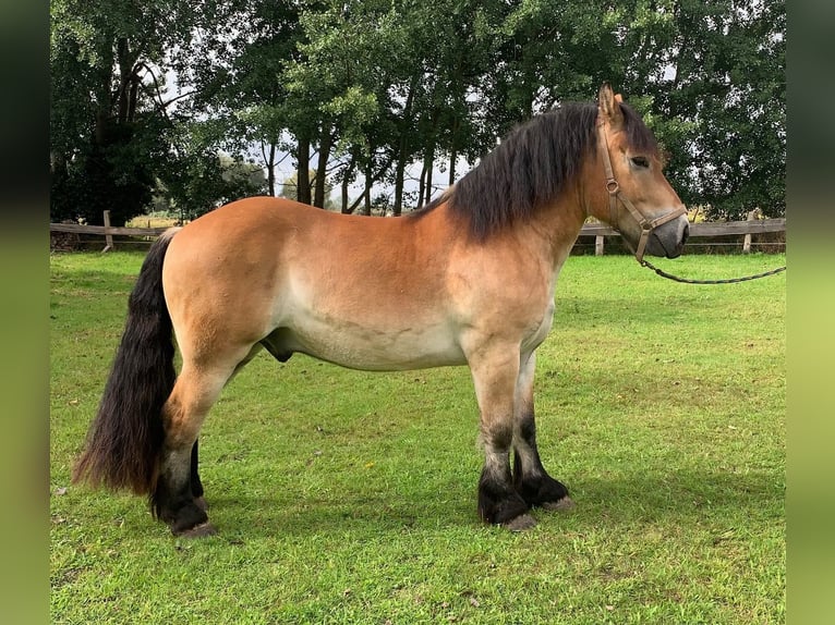 Rhenisch-German Heavy Draft Gelding 4 years 16 hh Brown in M&#xFC;nsterM&#xFC;nster