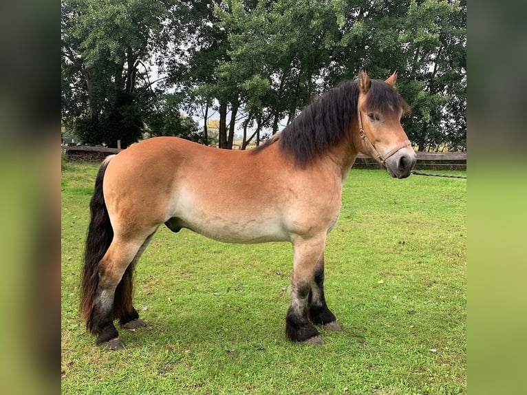 Rhenisch-German Heavy Draft Gelding 4 years 16 hh Brown in M&#xFC;nsterM&#xFC;nster