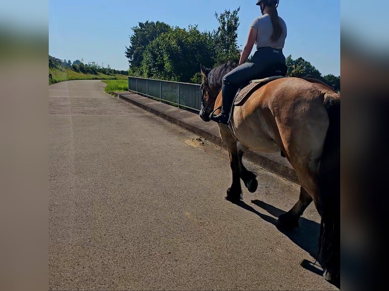 Rhenisch-German Heavy Draft Gelding 4 years 16,2 hh Brown in Kressbronn am Bodensee
