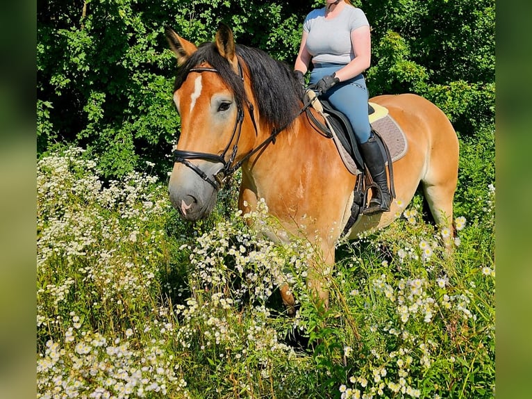 Rhenisch-German Heavy Draft Gelding 4 years 16,2 hh Brown in Kressbronn am Bodensee