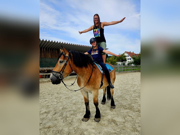 Rhenisch-German Heavy Draft Gelding 4 years 16,2 hh Brown in Kressbronn am Bodensee