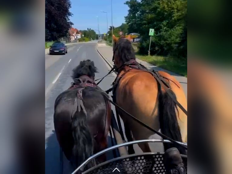 Rhenisch-German Heavy Draft Gelding 4 years 16,2 hh Brown in Kressbronn am Bodensee