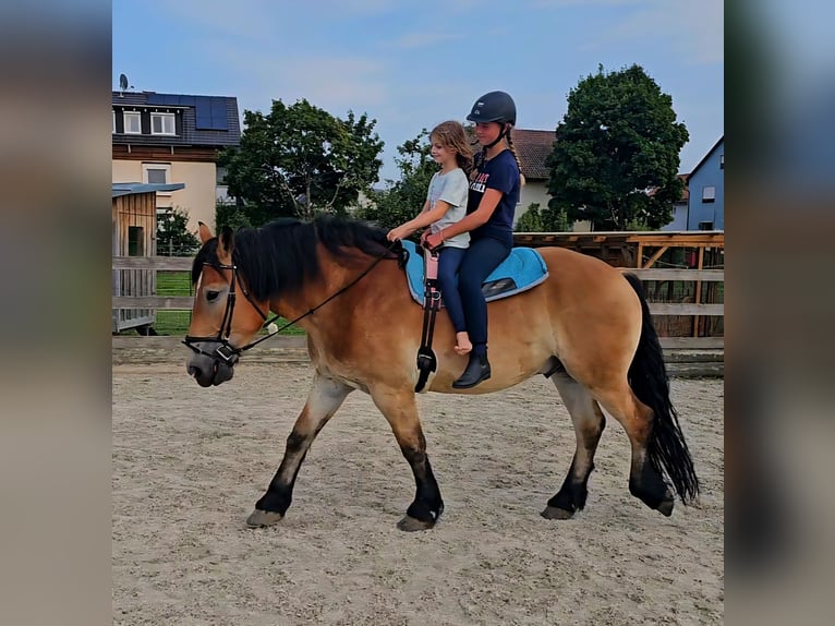 Rhenisch-German Heavy Draft Gelding 4 years 16,2 hh Brown in Kressbronn am Bodensee