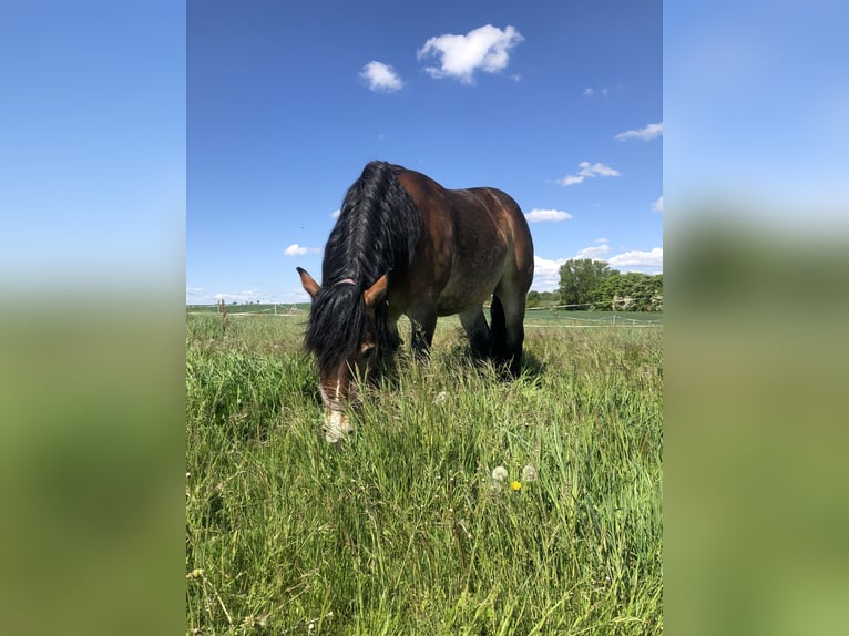 Rhenisch-German Heavy Draft Gelding 5 years 15,2 hh in Tottleben