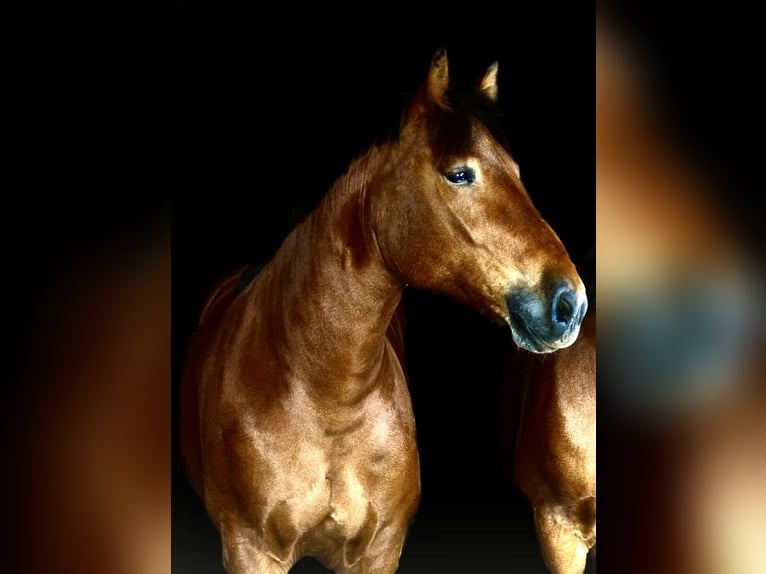 Rhenisch-German Heavy Draft Gelding 5 years 16,1 hh Brown in EderslebenWallhausen