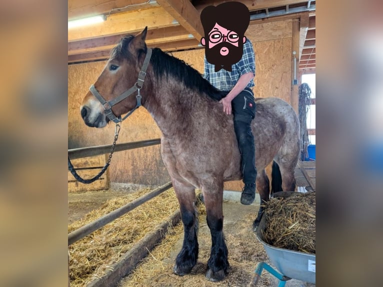 Rhenisch-German Heavy Draft Gelding 5 years 16.2 hh Brown Falb mold in Deilingen