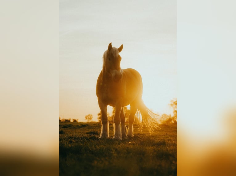 Rhenisch-German Heavy Draft Gelding 5 years 16 hh Chestnut-Red in Ribbeckshorst