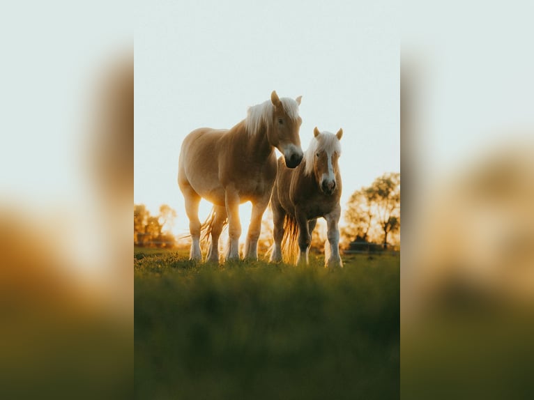Rhenisch-German Heavy Draft Gelding 5 years 16 hh Chestnut-Red in Ribbeckshorst
