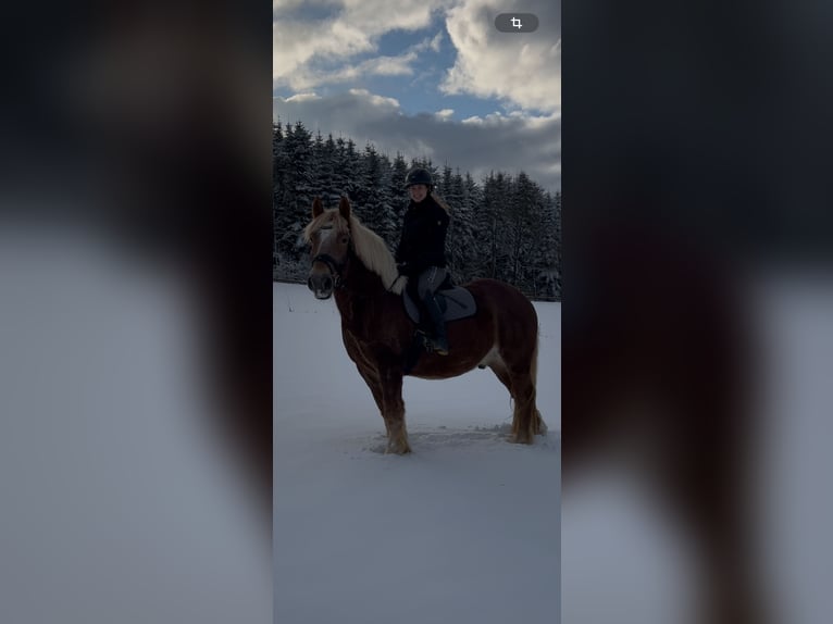Rhenisch-German Heavy Draft Gelding 7 years 15.2 hh Chestnut-Red in Schmallenberg