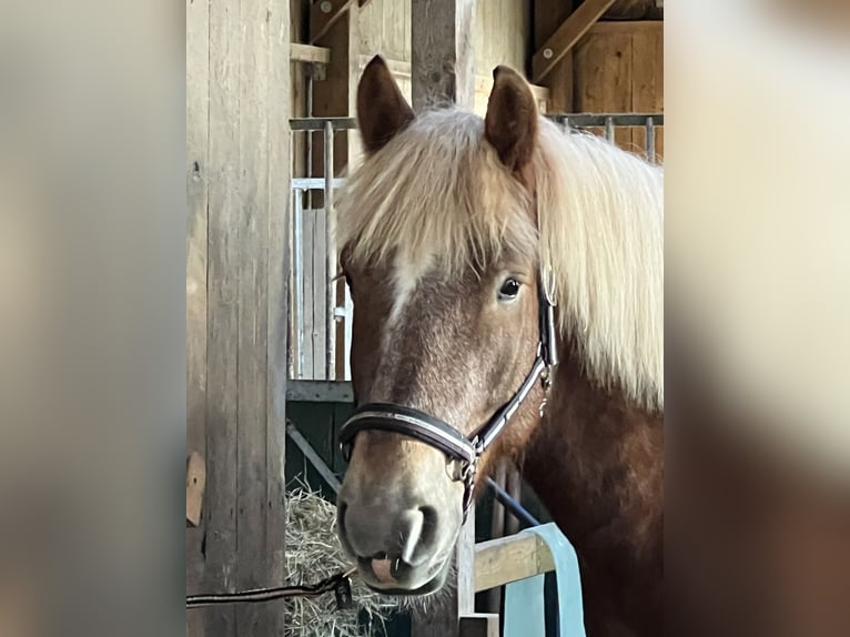 Rhenisch-German Heavy Draft Gelding 7 years 15.2 hh Chestnut-Red in Schmallenberg