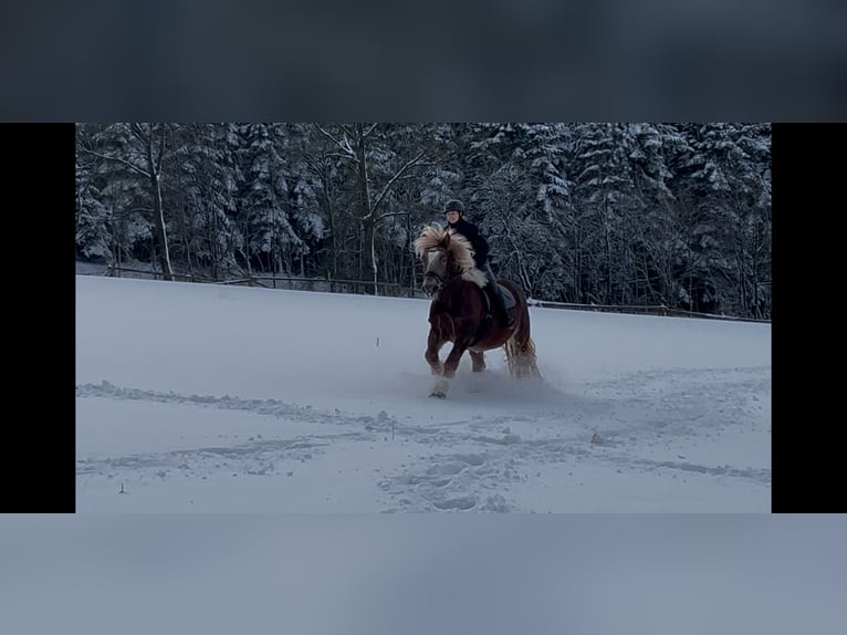 Rhenisch-German Heavy Draft Gelding 7 years 15,2 hh Chestnut-Red in Schmallenberg