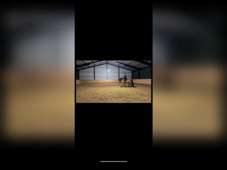 Rhenisch-German Heavy Draft Gelding 7 years 16.1 hh  in Langenhagen