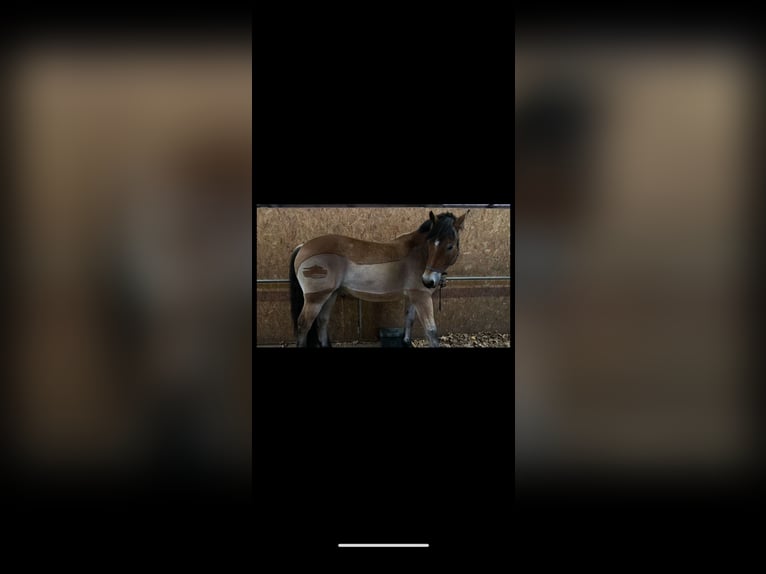 Rhenisch-German Heavy Draft Gelding 7 years 16.1 hh  in Langenhagen