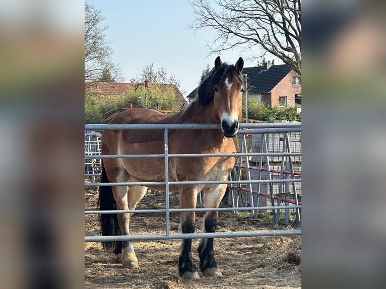 Rhenisch-German Heavy Draft Gelding 7 years 16.1 hh  in Langenhagen