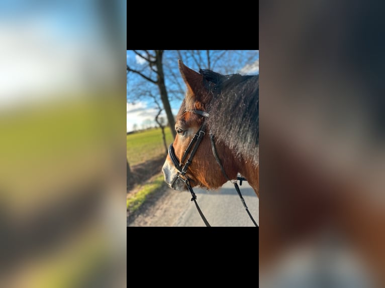 Rhenisch-German Heavy Draft Gelding 7 years 16.1 hh  in Langenhagen