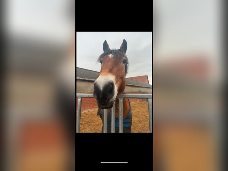 Rhenisch-German Heavy Draft Gelding 7 years 16.1 hh  in Langenhagen