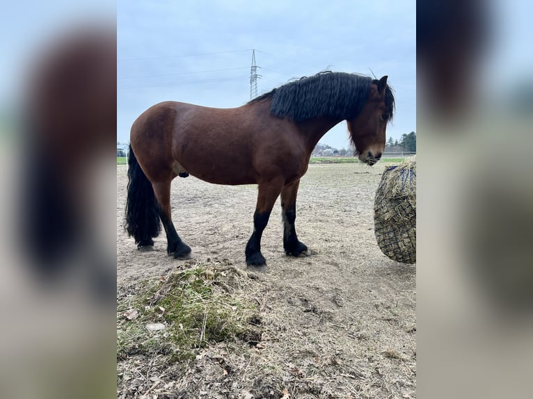 Rhenisch-German Heavy Draft Mix Gelding 7 years 16.2 hh Brown in Rhauderfehn