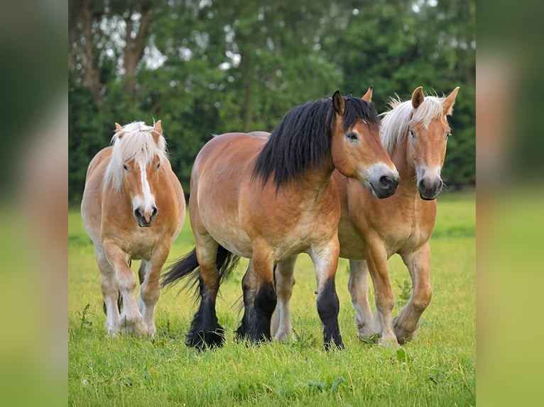 Rhenisch-German Heavy Draft Gelding 7 years 16,1 hh Brown in Ribbeckshorst