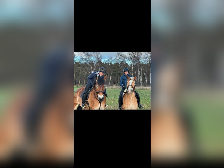 Rhenisch-German Heavy Draft Gelding 7 years 16,1 hh  in Langenhagen