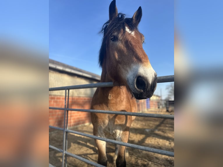Rhenisch-German Heavy Draft Gelding 7 years 16,1 hh  in Langenhagen