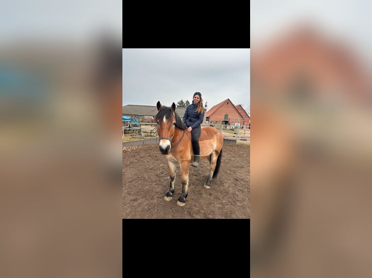 Rhenisch-German Heavy Draft Gelding 7 years 16,1 hh  in Langenhagen